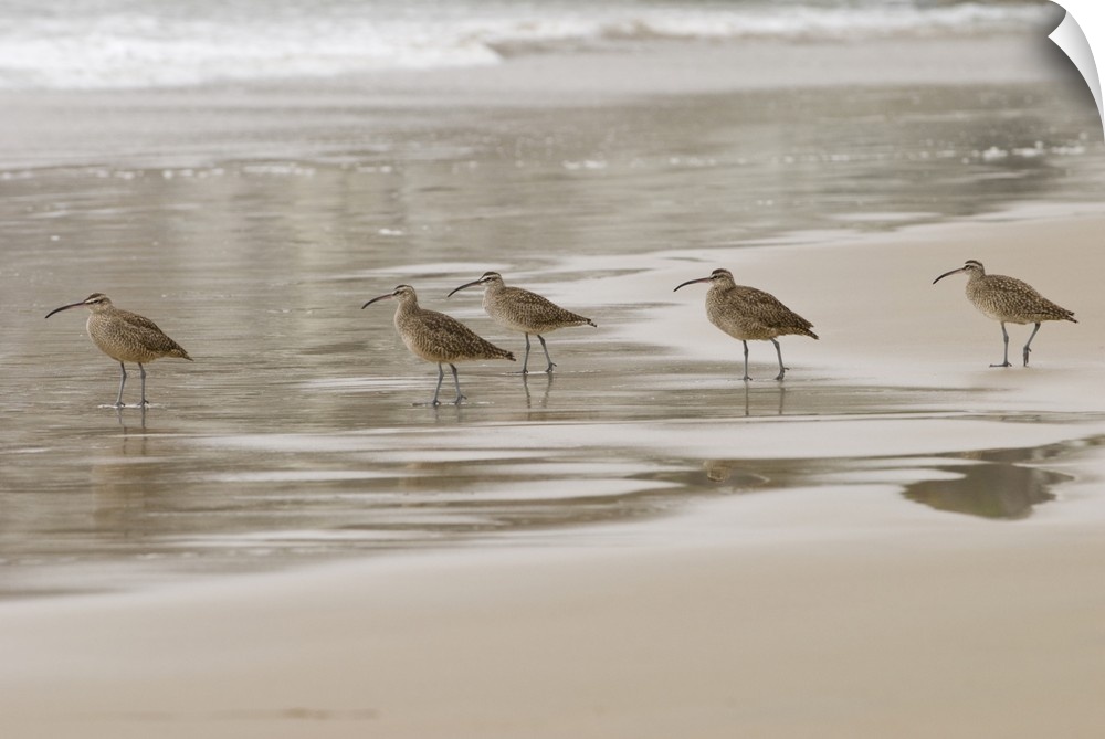 USA, CA, Pismo Beach. Whimbrels (Numenius phaeopus) parade early morning fog at low tide