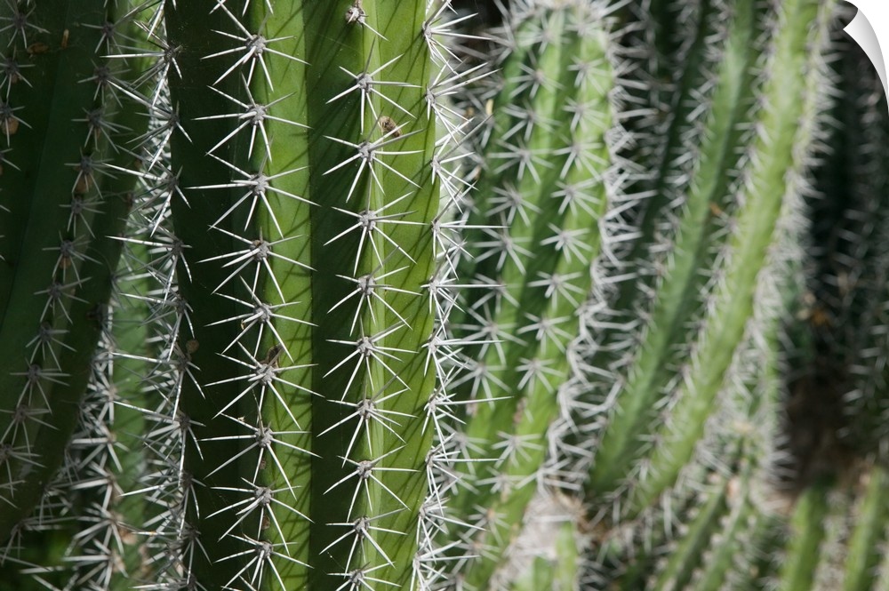 ABC Islands-BONAIRE-Rincon:.Cactus Detail of the Cactus Fence arouond the Cactus Fence Country Club