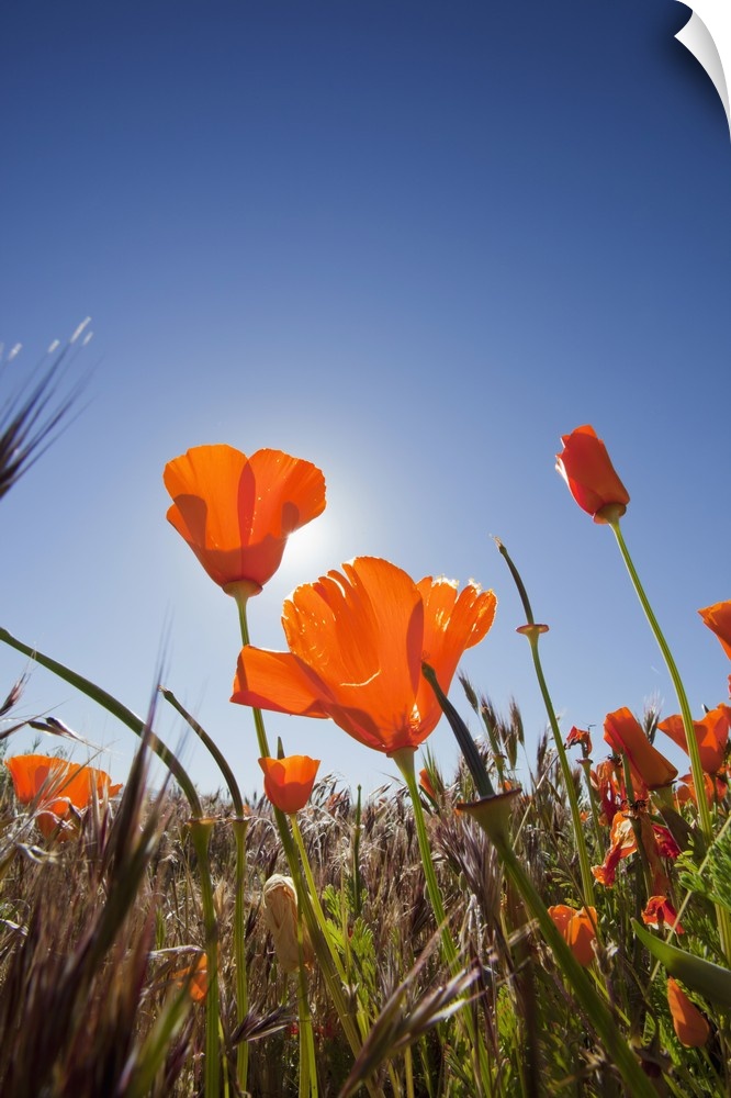 California, Antelope Valley near Lancaster, poppies with sun and blue sky.