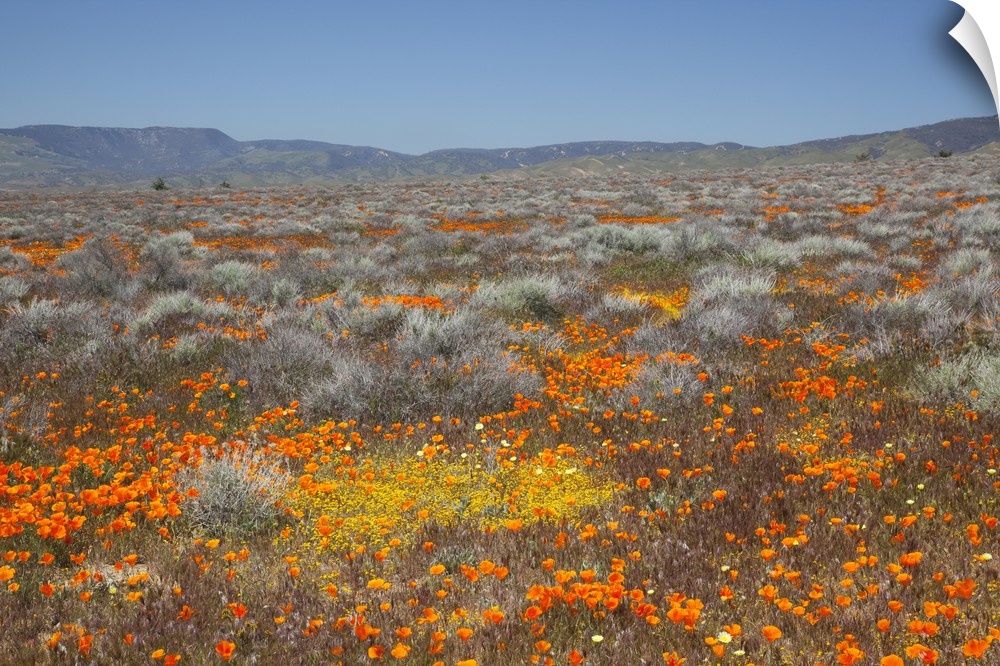California, Antelope Valley near Lancaster, Poppy and Goldfield flowers.