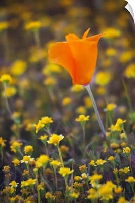 California, Antelope Valley near Lancaster, poppy close up