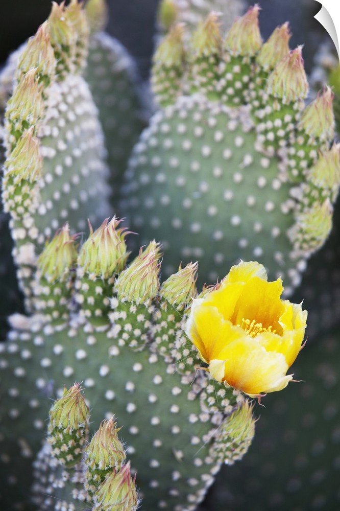 California, Anza-Borrego Desert State Park, Angel's Wings (or Bunny Ears) cactus.