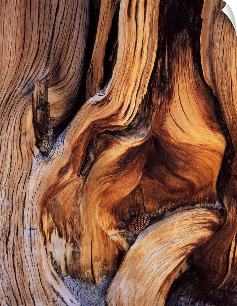 California. USA. Bristlecone pine cone