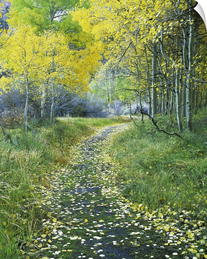 USA, California, Eastern Sierra Mountains. Leaf-covered path leads into an aspen forest.
