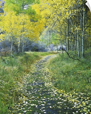 California, Eastern Sierra Mountains, leaf-covered path leads into an aspen forest