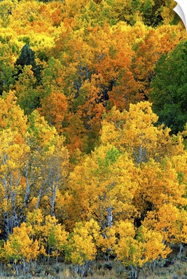 California, Eastern Sierra Nevada Mountains, Aspen trees in autumn color