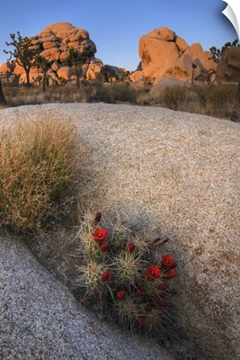 California, Joshua Tree National Park, desert cactus