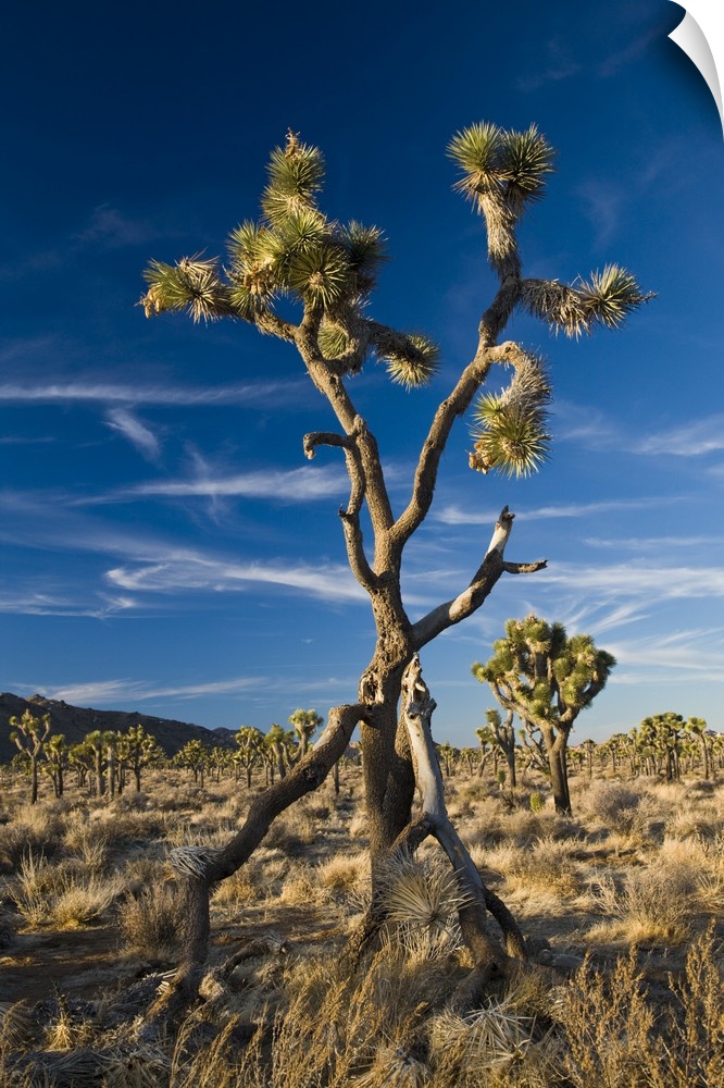 USA, California, Joshua Tree National Park. Joshua Tree, Yucca brevifolia, in Hidden Valley.