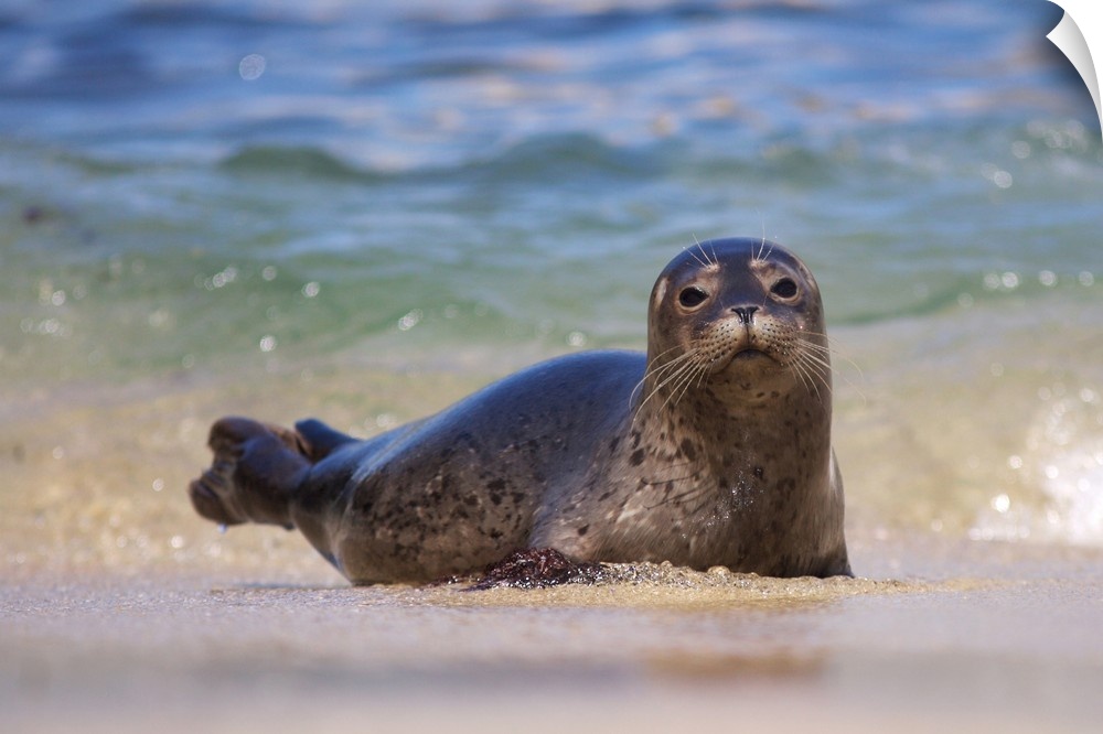 USA, California, La Jolla. Baby harbor seal in beach water.