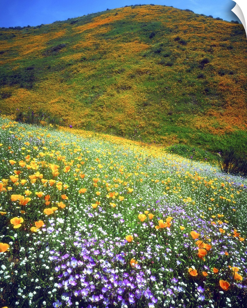 USA, California, Lake Elsinore. Variety of wildflowers covering a hillside.
