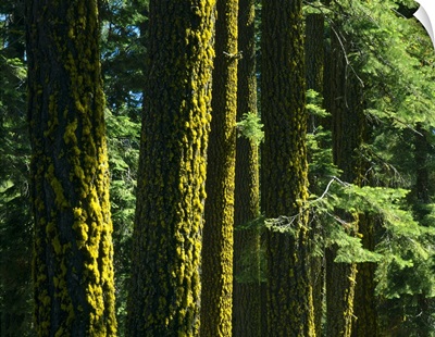 California. Lichen on trunks of Douglas fir trees. Lassen National Forest