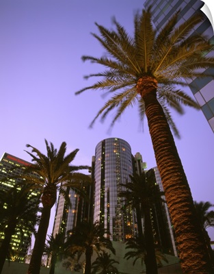 California, Los Angeles Downtown area, palms and Bonaventure Hotel