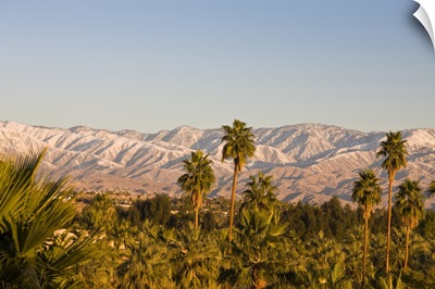 California, Palm Springs. Palms and San Bernardino Mountains, sunrise