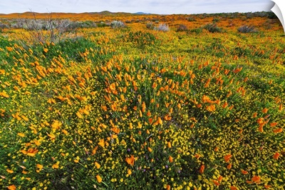 California Poppies And Goldfield, Antelope Valley, California, USA