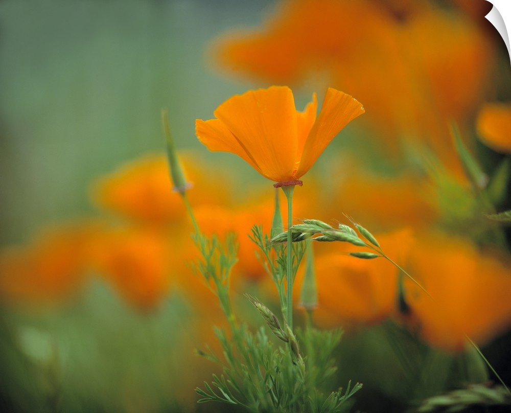California, Redwood National Park. California poppies cover the hillside in Redwood National Park, a World Heritage Site, ...