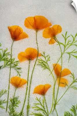 California Poppies In Ice