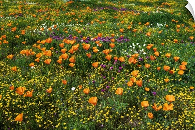 California Poppies Owl's Clover And Goldfield, Antelope Valley, California, USA