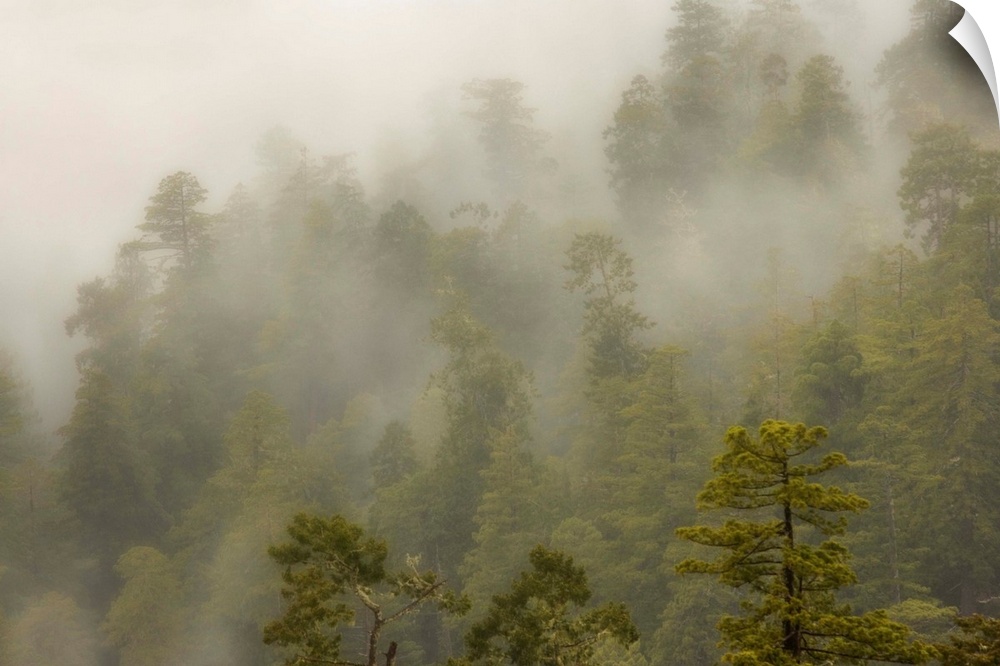 USA, California, Redwood Creek Overlook, Redwood National Park. Fog covers redwood forest.