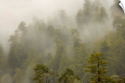 California, Redwood Creek Overlook, Redwood National Park, fog covers redwood forest