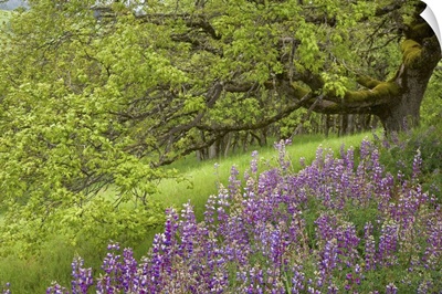 California, Redwood National Park, Lupine flowers and Oak trees in springtime