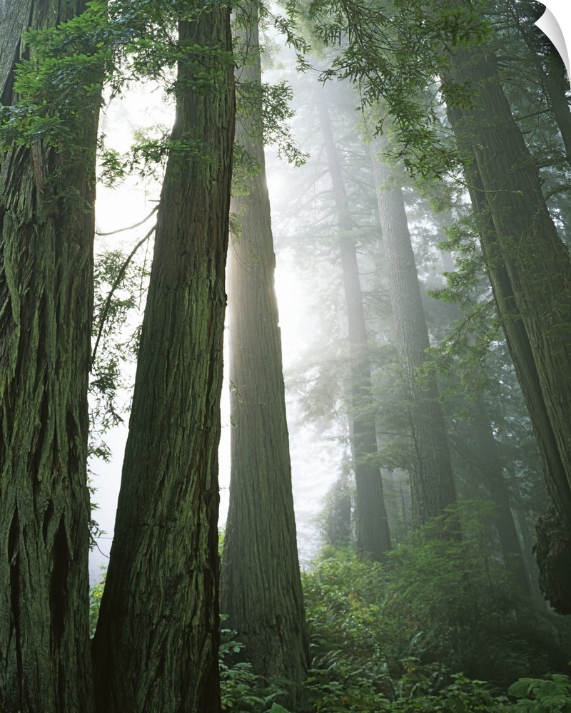 USA, California, Redwood National Park, Redwoods in fog.