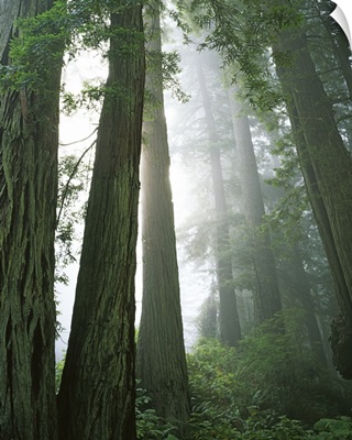 California, Redwood National Park, Redwoods in fog