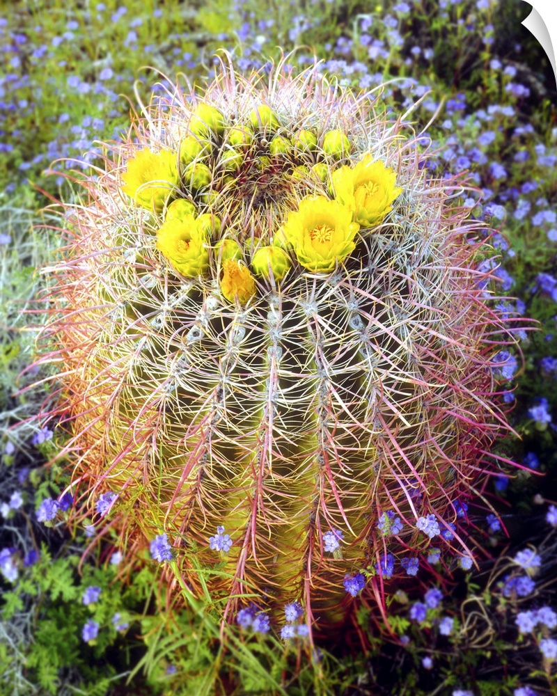 USA, California, San Diego. Blooming barrel cactus in Anza-Borrego Desert State Park.