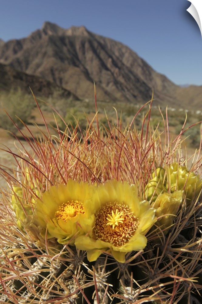 USA, California, San Diego County. Blooming Barrel Cactus at Anza-Borrego Desert State Park.
