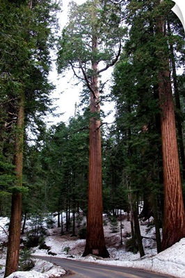 California, Sequoia National Park, giant redwood trees