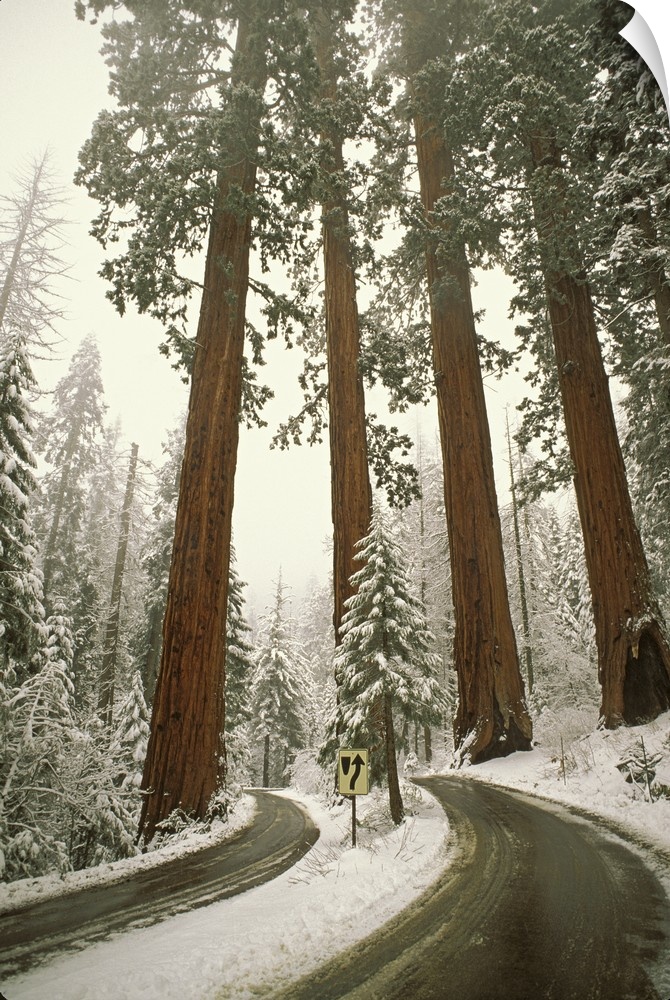USA, California, Sequoia National Park. Spring snowfall at southwest entrance into park.