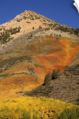 California, Sierra Nevada Mountains, autumn color on mountain near North Lake