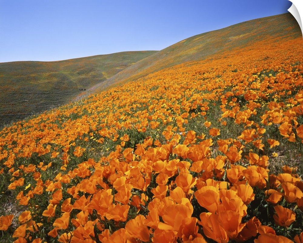 USA, California, Tehachapi Mountains, California Poppies.