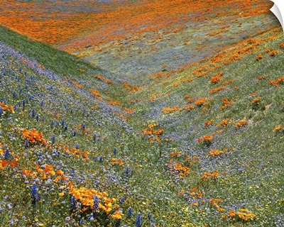 California, Tehachapi Mountains, California Poppies, Globe Gilia, Lupine and Goldfields