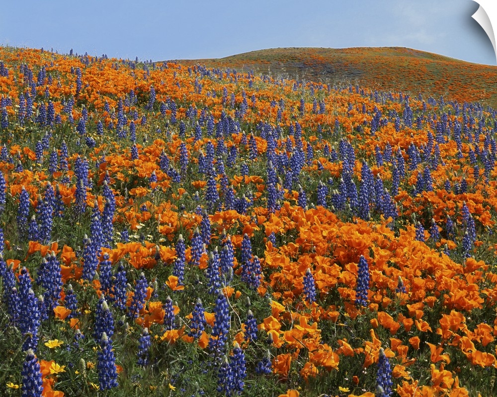 USA, California, Tehachapi Mountains California Poppies, Lupine and Goldfields.