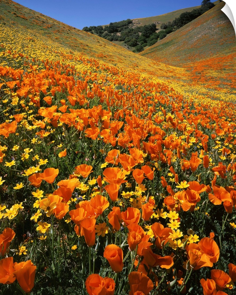 USA, California, Tehachapi Mountains, Goldfields and California Poppies.