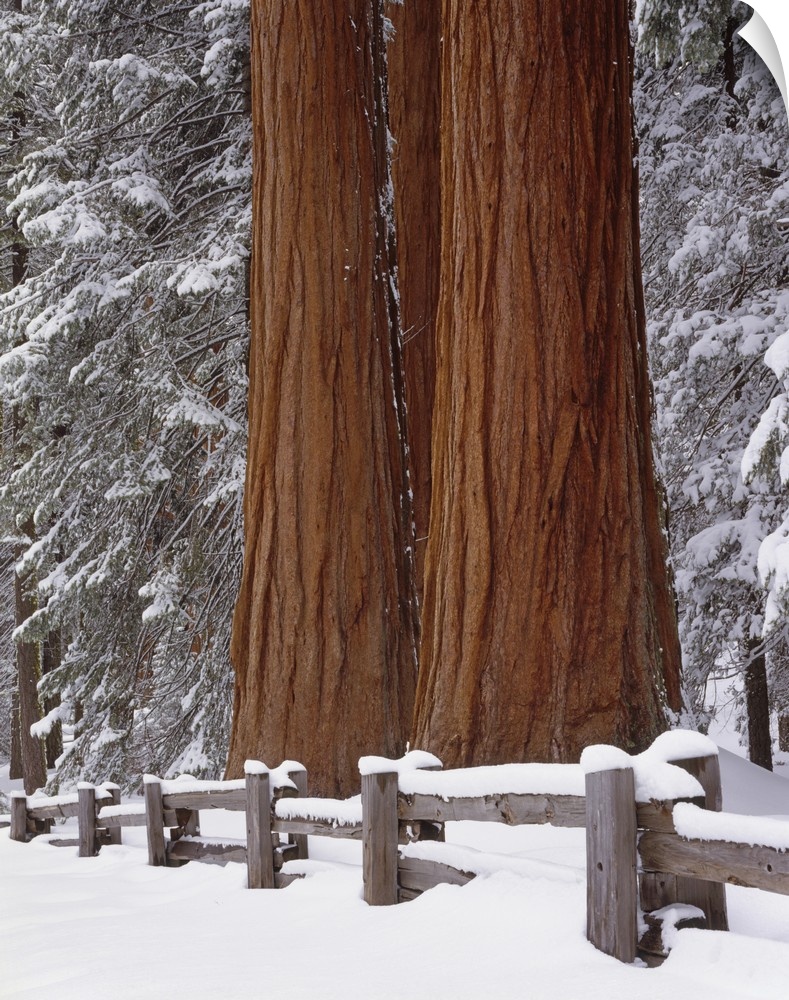 USA, California, Winter, Three Sequoia Trees and Fence, Sequoia and Kings Canyon National Park.