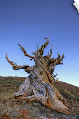 California, White Mountains, ancient bristlecone pine tree at sunrise