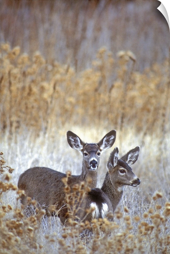 USA, California. Wild mule deer pair in dead grasses.