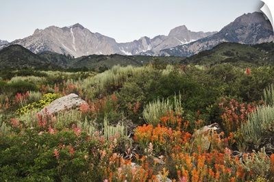California, wildflowers bloom on the eastern escarpment of the Sierra Nevada Mountains