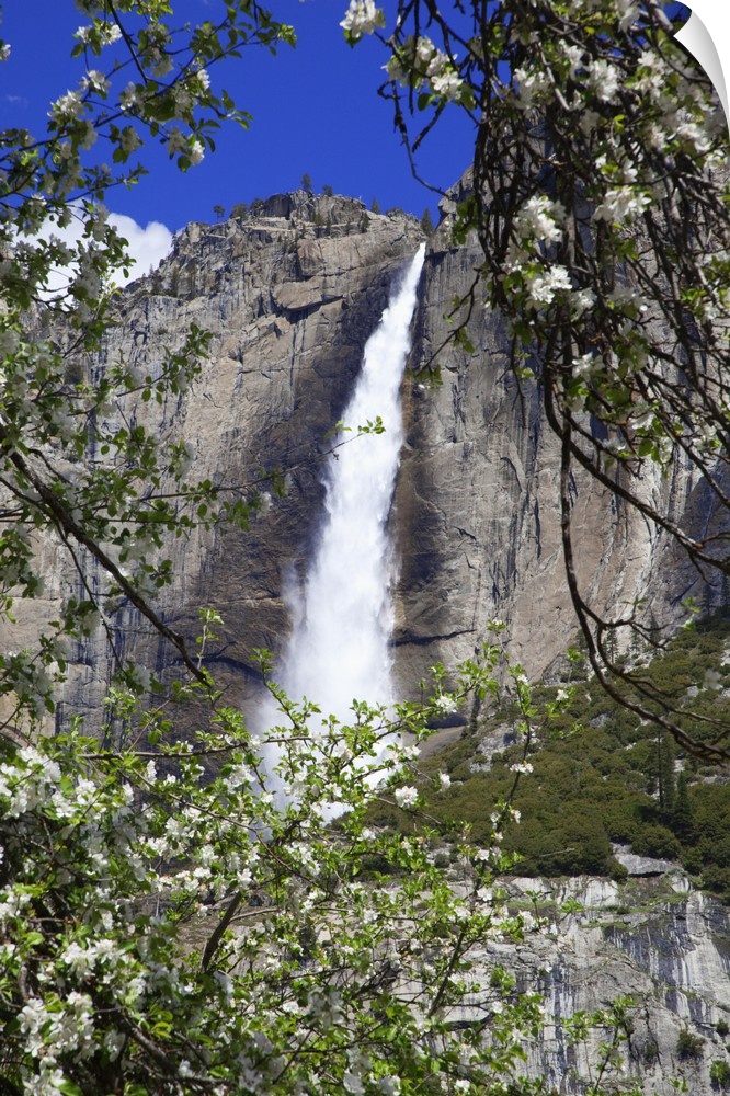 USA, California, Yosemite National Park. Blooms from an apple tree and Upper Yosemite Falls.