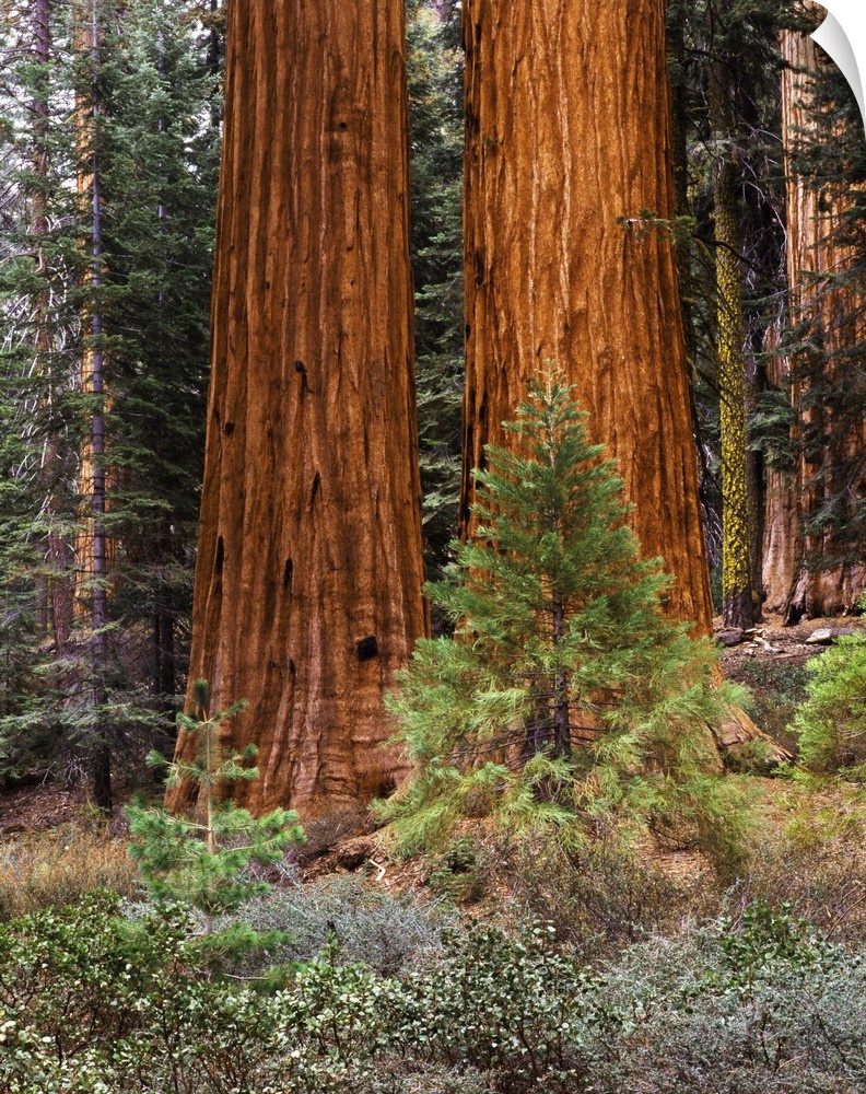 USA, California, Yosemite National Park, View of Giant Sequoias (Sequoiadendron giganteum) and Mariposa Grove.