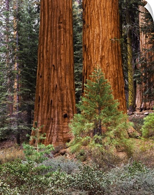California, Yosemite National Park, Giant Sequoias and Mariposa Grove