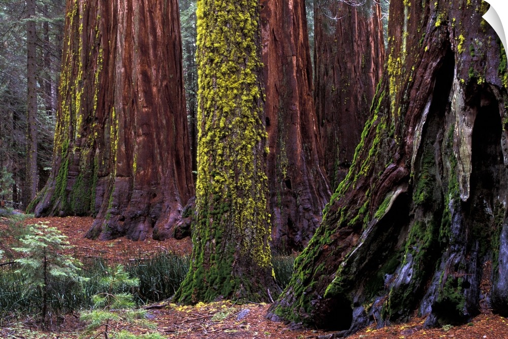 North America, USA, California, Yosemite National Park. Giant Sequoias in Mariposa Grove.