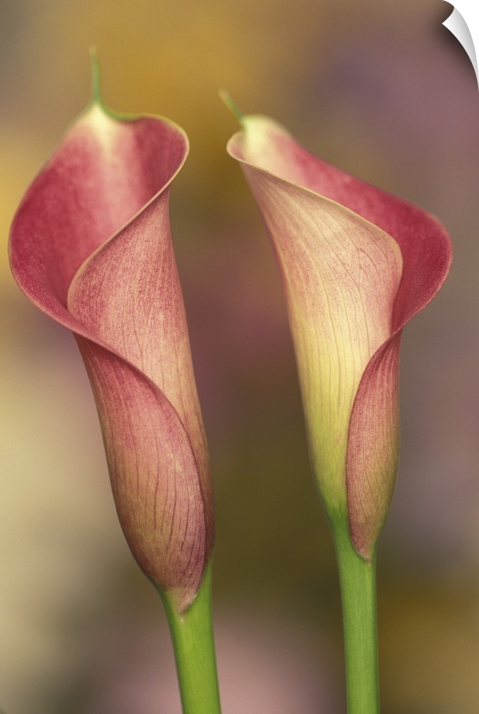 Calla lily (Araceae spp.)