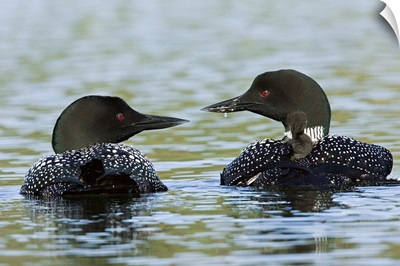 Canada, BC, Lac Le Jeune. Common Loon pair with chicks on their backs
