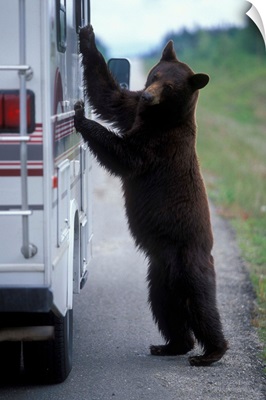 Canada, British Columbia, Black Bear looks in camper window