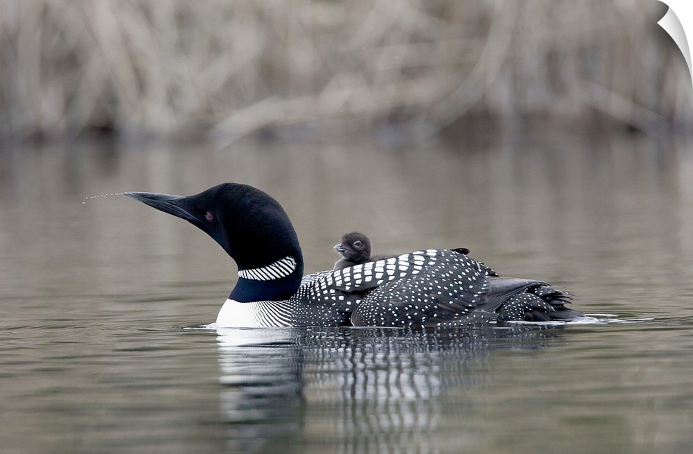 North America, Canada, British Columbia. Common Loon, (Gavia immer) with chick. Loon is apparently ejecting water or salin...