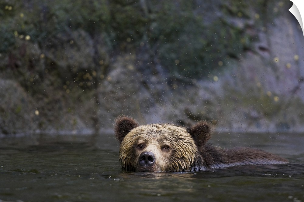 North America, Canada, British Columbia. Grizzly bear swimming.
