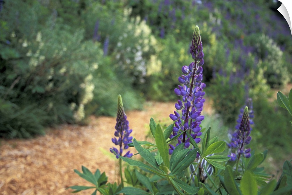NA, Canada, BC, Vancouver Island, Comox Valley, Kitty Coleman Woodland Gardens.Lupines