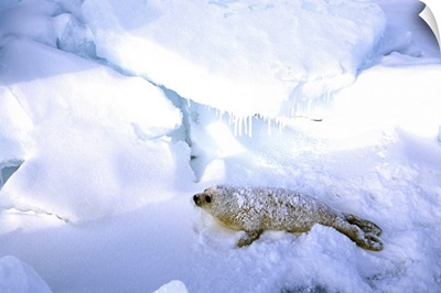 Canada, Gulf of St. Lawrence, Harp Seal (phoca groenlandica) pup
